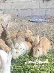  3 أرانب عمانيه