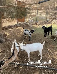  2 ذبايح سمان اقرا الوصف