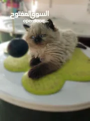  2 كتن  هملايا شوكلت بيور عمر شهرين ذكر وانثى