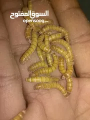  5 ميل وورم ( دود قبابي) mealworm