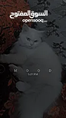  2 قطه شيرازي للبيع