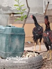  23 باكستاني، براهما، امهات لاحم فرخات عمر 3 شهور  صوص باكستاني حر  ديوك باكستاني خط أول و فرخات شغالة