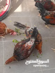  12 ديوجخ للبيع