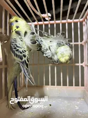  1 كوم طيور حب هوجو شغاله