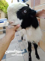  5 عنزه وفحل شاميات للبيع