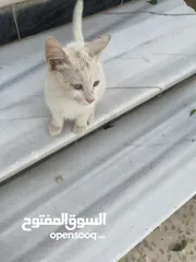  7 قطط للبيع جميله