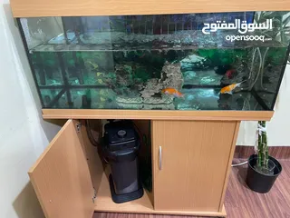  1 fish aquarium with dolphin filter