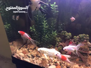  3 Fishes for sale