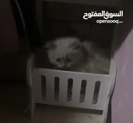 17 قطة أنثى (كتنز )نوع هملايا للبيع