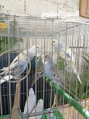  5 10 طيور حب طفرات جميله ونادرة  تبارك الله