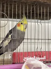  5 ببغاء كوكتيل