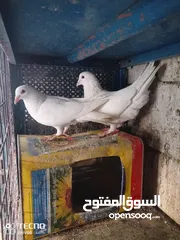  15 15 جوز زق صحه وظافه