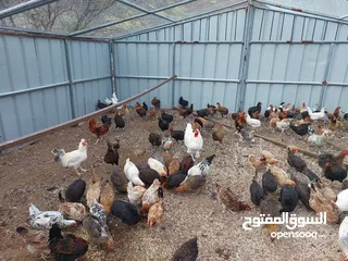  1 دجاج محلي بياض إقرأ التفاصيل