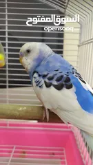  16 Ready to egg adult Budgies