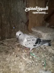  2 جوز بواز تحتيهن بيض مع فرخين فطم جديد