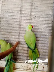  4 جواز دره نخب شغاله
