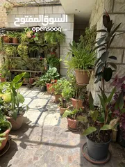  12 زريعة للبيع عدد 250 قوار مشكلات