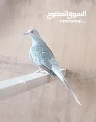  1 جوز حمام ماسي شغال تحته بيض موجودات في اربد