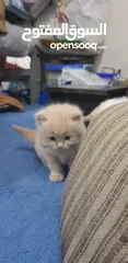  2 pure persian kitten