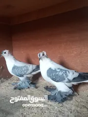  3 كوبية نورس