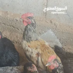  2 ديوك دجاج نوع استرلوب للبيع