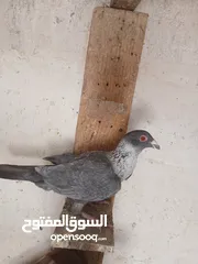  8 طواير مخليف للبيع