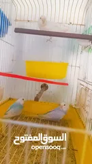  1 جواز وحبات طيور