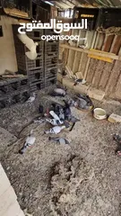  4 دجاج براهمي وحمام