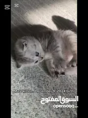  6 قطط شهر نص ..