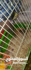  11 جوز جنه جوز حب جوز كنار جوز كوكتيل  (اقرا الوصف ضروري)