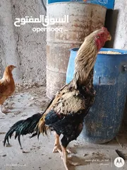  3 ديوك للبيع