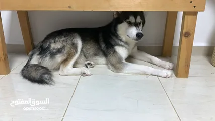  8 male siberian husky and femala alaskan kai breed