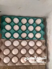  3 دحي مخصب عربي