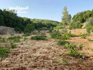  3 مزرعه للبيع في عجلون شمال شرق القلعه طريق مار الياس