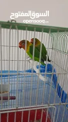  1 جوز طيور فيشر جاهزين بيع مستعجل