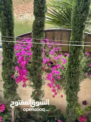  11 منزل مستقل خريبة السوق نافع قرب سوق الخضار المركزي للبيع