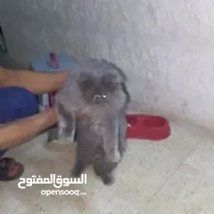  4 قطه للبيع مع كرت المطعوم