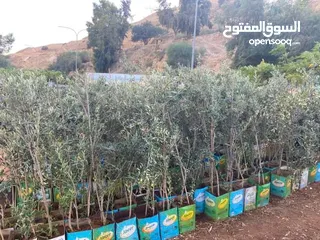  7 مشاتل السهل الاخضر الزراعيه تنسيق حدائق ومزارع