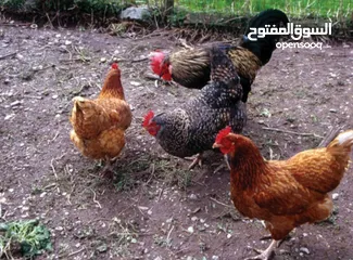  1 جاج للبيع ببب