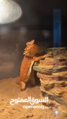  5 Bearded dragon lizard