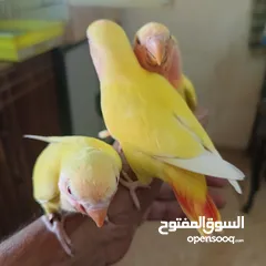  5 ماشاء الله لا قوة إلا بالله