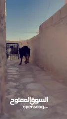  6 كلب جيرمن بيور عضم عريض مدرب حراسة أو شراسه ماخذ جميع المطاعيم