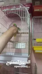  11 فحل كاسندرا طوق كامل أليف 100%