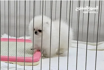  4 جراء بوميرانيان صحية