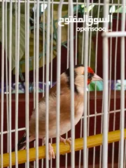  1 حسون ترابي اليف جدا مغنى بر جميل