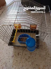  2 طائر كوكتيل للبيع