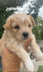  1 Maltipoo male puppy