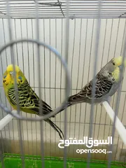  4 جوز حب انجليزي بسعررر مغري 35 دينار من الاخر