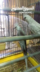  4 جوز كوكتيل وايت فيس  حبات حجب سوبر جامبو مع قفص كاسكو كبير  حجم جامبو  بصلاه على النبي قابل للتفاوض