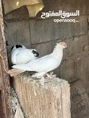  19 جواز بلونيات وجواز يهوديات
